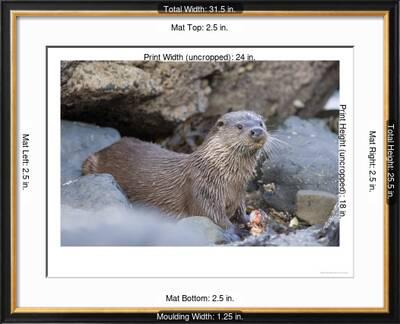 European Otter Eating An Eel On A Rocky Shore Scotland Photographic Print Elliot Neep Art Com