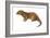 European Otter (Lutra Lutra), Mammals-Encyclopaedia Britannica-Framed Art Print