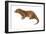 European Otter (Lutra Lutra), Mammals-Encyclopaedia Britannica-Framed Art Print