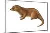 European Otter (Lutra Lutra), Mammals-Encyclopaedia Britannica-Mounted Art Print