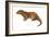 European Otter (Lutra Lutra), Mammals-Encyclopaedia Britannica-Framed Art Print