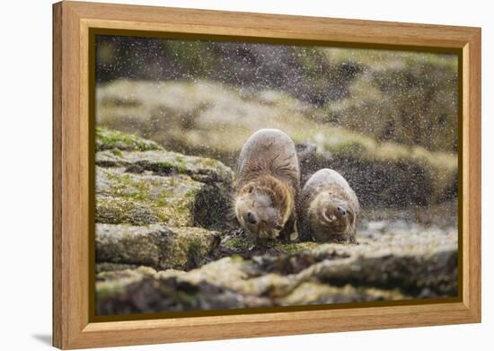 European Otter (Lutra Lutra) Mother and Cub Shaking Water from their Coats-Mark Hamblin-Framed Premier Image Canvas