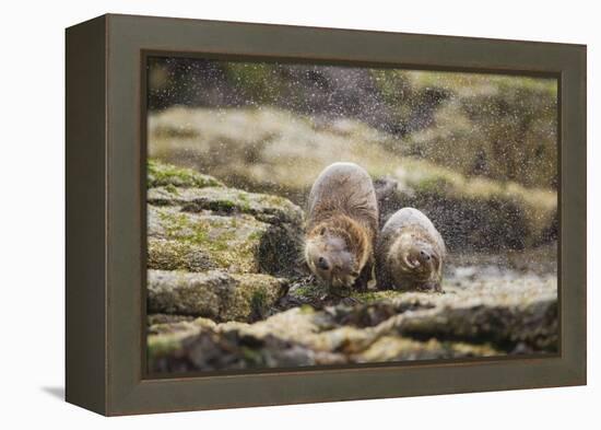 European Otter (Lutra Lutra) Mother and Cub Shaking Water from their Coats-Mark Hamblin-Framed Premier Image Canvas