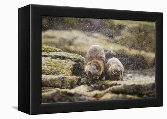 European Otter (Lutra Lutra) Mother and Cub Shaking Water from their Coats-Mark Hamblin-Framed Premier Image Canvas