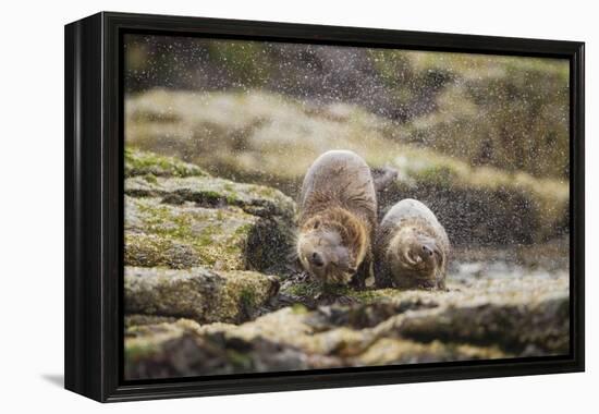 European Otter (Lutra Lutra) Mother and Cub Shaking Water from their Coats-Mark Hamblin-Framed Premier Image Canvas