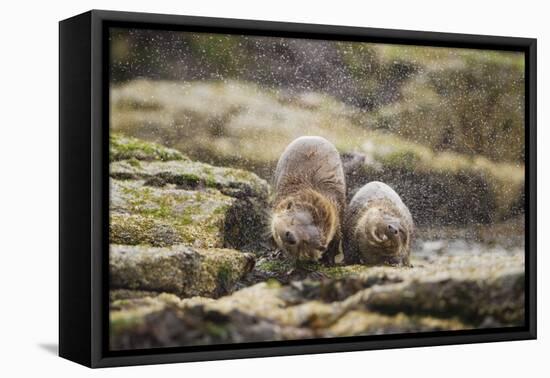 European Otter (Lutra Lutra) Mother and Cub Shaking Water from their Coats-Mark Hamblin-Framed Premier Image Canvas