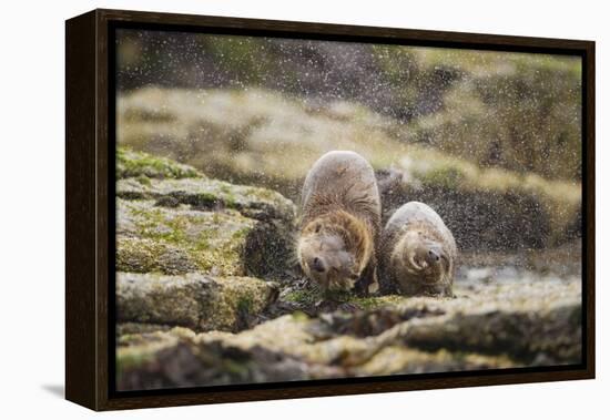 European Otter (Lutra Lutra) Mother and Cub Shaking Water from their Coats-Mark Hamblin-Framed Premier Image Canvas