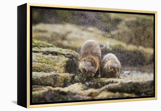 European Otter (Lutra Lutra) Mother and Cub Shaking Water from their Coats-Mark Hamblin-Framed Premier Image Canvas