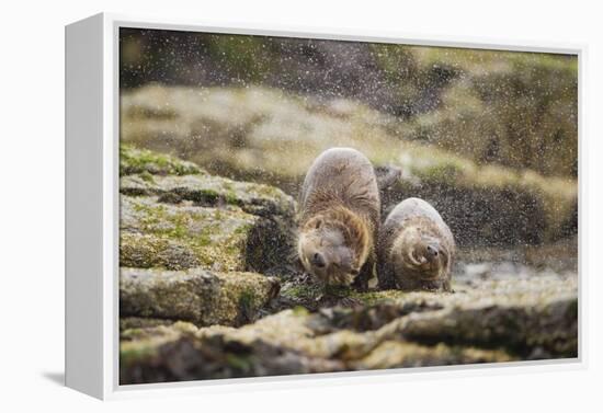 European Otter (Lutra Lutra) Mother and Cub Shaking Water from their Coats-Mark Hamblin-Framed Premier Image Canvas