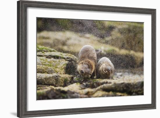 European Otter (Lutra Lutra) Mother and Cub Shaking Water from their Coats-Mark Hamblin-Framed Photographic Print