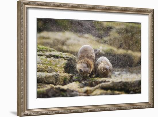 European Otter (Lutra Lutra) Mother and Cub Shaking Water from their Coats-Mark Hamblin-Framed Photographic Print