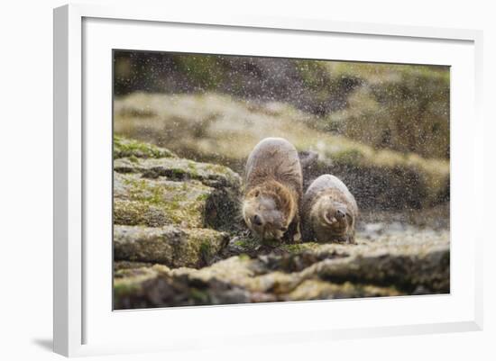 European Otter (Lutra Lutra) Mother and Cub Shaking Water from their Coats-Mark Hamblin-Framed Photographic Print