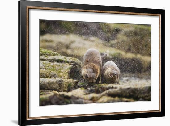 European Otter (Lutra Lutra) Mother and Cub Shaking Water from their Coats-Mark Hamblin-Framed Photographic Print