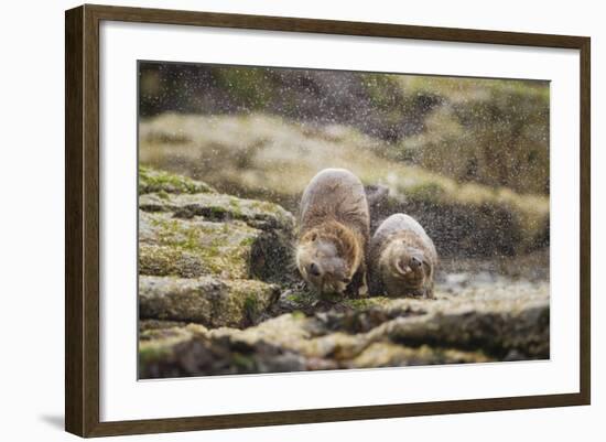 European Otter (Lutra Lutra) Mother and Cub Shaking Water from their Coats-Mark Hamblin-Framed Photographic Print