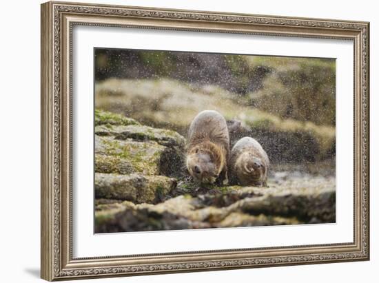 European Otter (Lutra Lutra) Mother and Cub Shaking Water from their Coats-Mark Hamblin-Framed Photographic Print