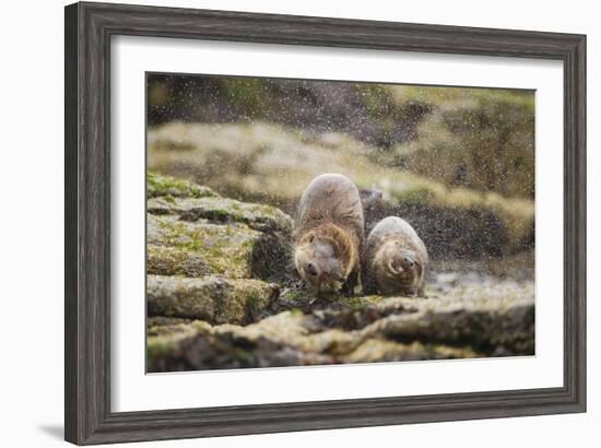 European Otter (Lutra Lutra) Mother and Cub Shaking Water from their Coats-Mark Hamblin-Framed Photographic Print