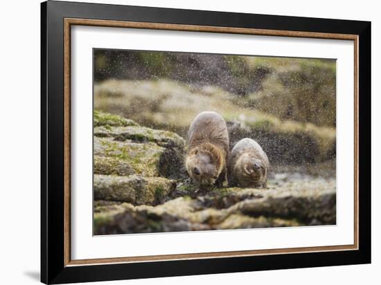 European Otter (Lutra Lutra) Mother and Cub Shaking Water from their Coats-Mark Hamblin-Framed Photographic Print