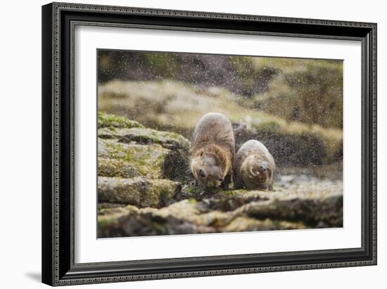 European Otter (Lutra Lutra) Mother and Cub Shaking Water from their Coats-Mark Hamblin-Framed Photographic Print