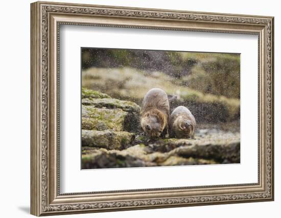 European Otter (Lutra Lutra) Mother and Cub Shaking Water from their Coats-Mark Hamblin-Framed Photographic Print