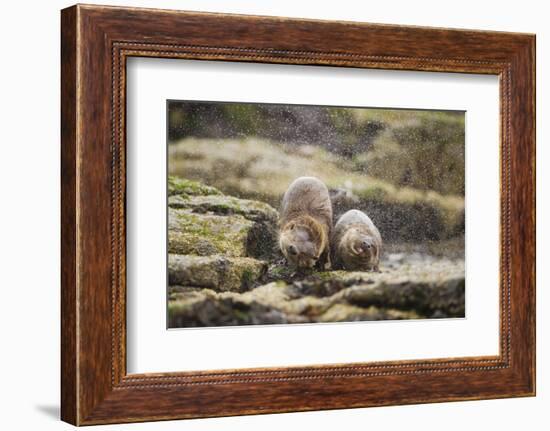 European Otter (Lutra Lutra) Mother and Cub Shaking Water from their Coats-Mark Hamblin-Framed Photographic Print