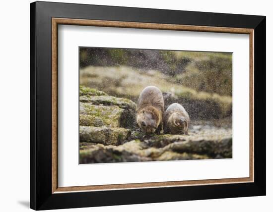 European Otter (Lutra Lutra) Mother and Cub Shaking Water from their Coats-Mark Hamblin-Framed Photographic Print