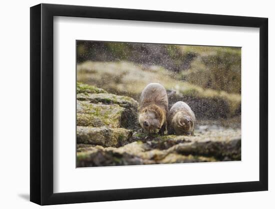 European Otter (Lutra Lutra) Mother and Cub Shaking Water from their Coats-Mark Hamblin-Framed Photographic Print