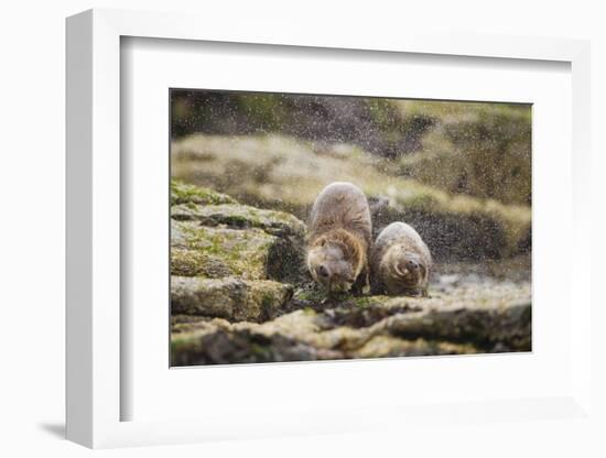 European Otter (Lutra Lutra) Mother and Cub Shaking Water from their Coats-Mark Hamblin-Framed Photographic Print