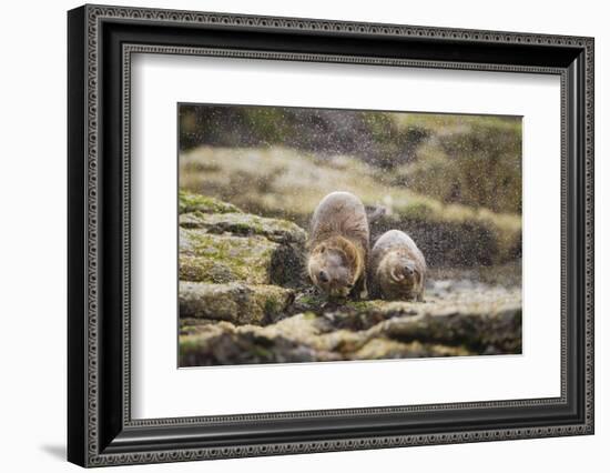 European Otter (Lutra Lutra) Mother and Cub Shaking Water from their Coats-Mark Hamblin-Framed Photographic Print