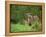 European Otter (Lutra Lutra), Otterpark Aqualutra, Leeuwarden, Netherlands, Europe-Niall Benvie-Framed Premier Image Canvas