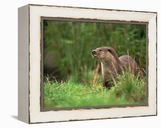 European Otter (Lutra Lutra), Otterpark Aqualutra, Leeuwarden, Netherlands, Europe-Niall Benvie-Framed Premier Image Canvas