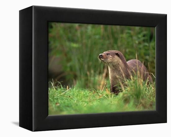 European Otter (Lutra Lutra), Otterpark Aqualutra, Leeuwarden, Netherlands, Europe-Niall Benvie-Framed Premier Image Canvas