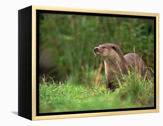 European Otter (Lutra Lutra), Otterpark Aqualutra, Leeuwarden, Netherlands, Europe-Niall Benvie-Framed Premier Image Canvas