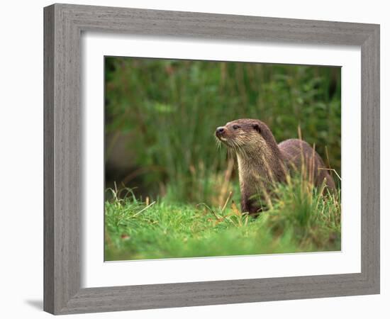 European Otter (Lutra Lutra), Otterpark Aqualutra, Leeuwarden, Netherlands, Europe-Niall Benvie-Framed Photographic Print