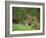 European Otter (Lutra Lutra), Otterpark Aqualutra, Leeuwarden, Netherlands, Europe-Niall Benvie-Framed Photographic Print