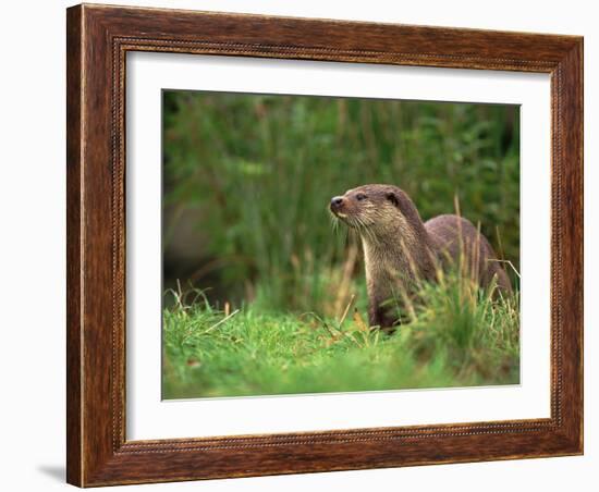 European Otter (Lutra Lutra), Otterpark Aqualutra, Leeuwarden, Netherlands, Europe-Niall Benvie-Framed Photographic Print