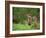 European Otter (Lutra Lutra), Otterpark Aqualutra, Leeuwarden, Netherlands, Europe-Niall Benvie-Framed Photographic Print