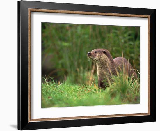 European Otter (Lutra Lutra), Otterpark Aqualutra, Leeuwarden, Netherlands, Europe-Niall Benvie-Framed Photographic Print