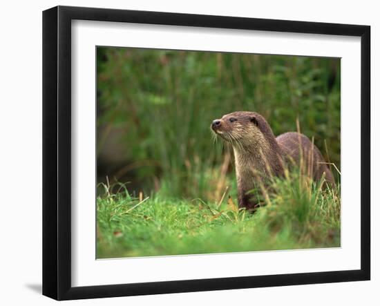 European Otter (Lutra Lutra), Otterpark Aqualutra, Leeuwarden, Netherlands, Europe-Niall Benvie-Framed Photographic Print