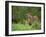 European Otter (Lutra Lutra), Otterpark Aqualutra, Leeuwarden, Netherlands, Europe-Niall Benvie-Framed Photographic Print