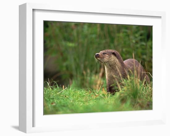 European Otter (Lutra Lutra), Otterpark Aqualutra, Leeuwarden, Netherlands, Europe-Niall Benvie-Framed Photographic Print