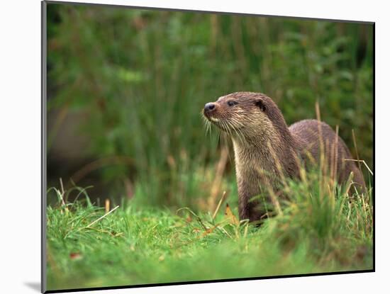 European Otter (Lutra Lutra), Otterpark Aqualutra, Leeuwarden, Netherlands, Europe-Niall Benvie-Mounted Photographic Print