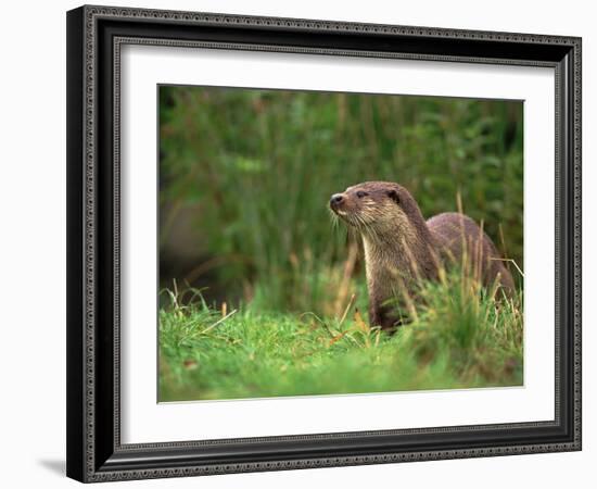 European Otter (Lutra Lutra), Otterpark Aqualutra, Leeuwarden, Netherlands, Europe-Niall Benvie-Framed Photographic Print