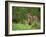 European Otter (Lutra Lutra), Otterpark Aqualutra, Leeuwarden, Netherlands, Europe-Niall Benvie-Framed Photographic Print