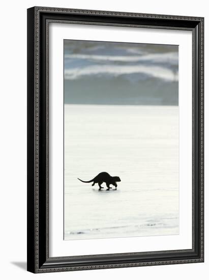 European Otter on Sea Ice-Duncan Shaw-Framed Photographic Print