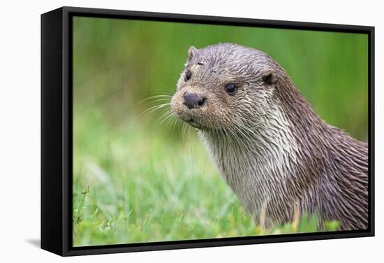 European Otter-Duncan Shaw-Framed Premier Image Canvas