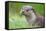 European Otter-Duncan Shaw-Framed Premier Image Canvas