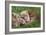 European Otters-Duncan Shaw-Framed Photographic Print