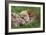 European Otters-Duncan Shaw-Framed Photographic Print