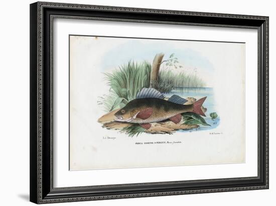 European Perch, 1863-79-Raimundo Petraroja-Framed Giclee Print