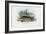 European Perch, 1863-79-Raimundo Petraroja-Framed Giclee Print